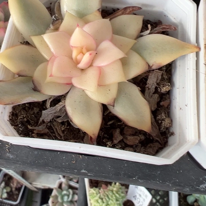 吉赛尔锦多肉植物564