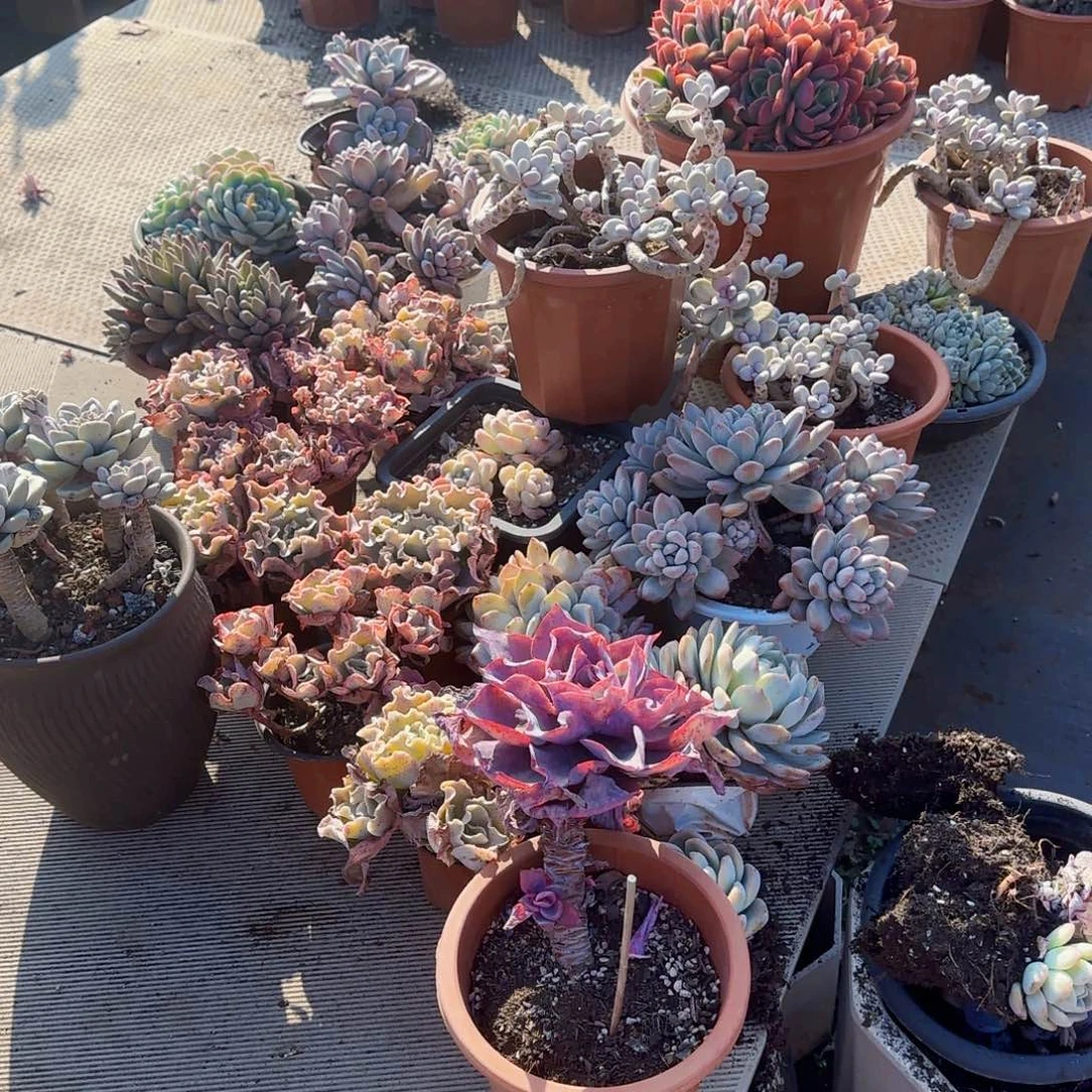 多肉植物158一堆