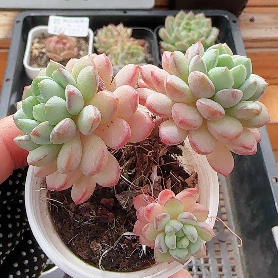 多肉0814-35福利福利