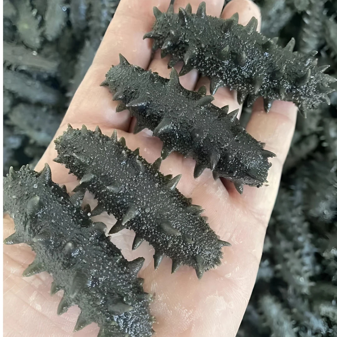 【大火半干】50-60头大连半干海参｜现场挑选高泡发｜日常海参礼盒