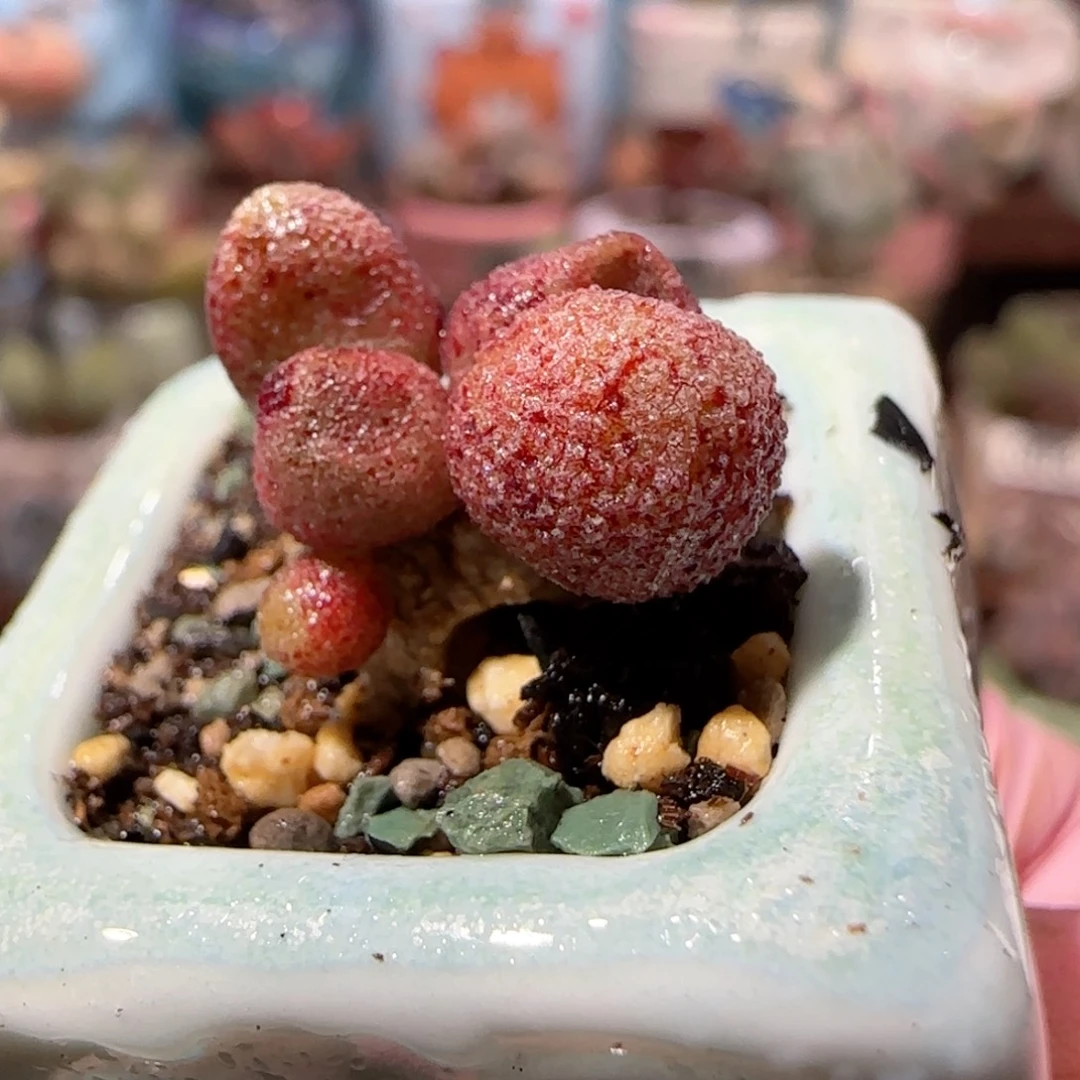 小红嘴马丽安 盆口2.5cm