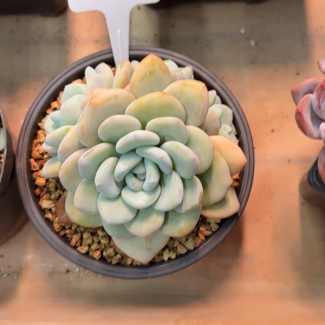 一物一拍奶芙芙230