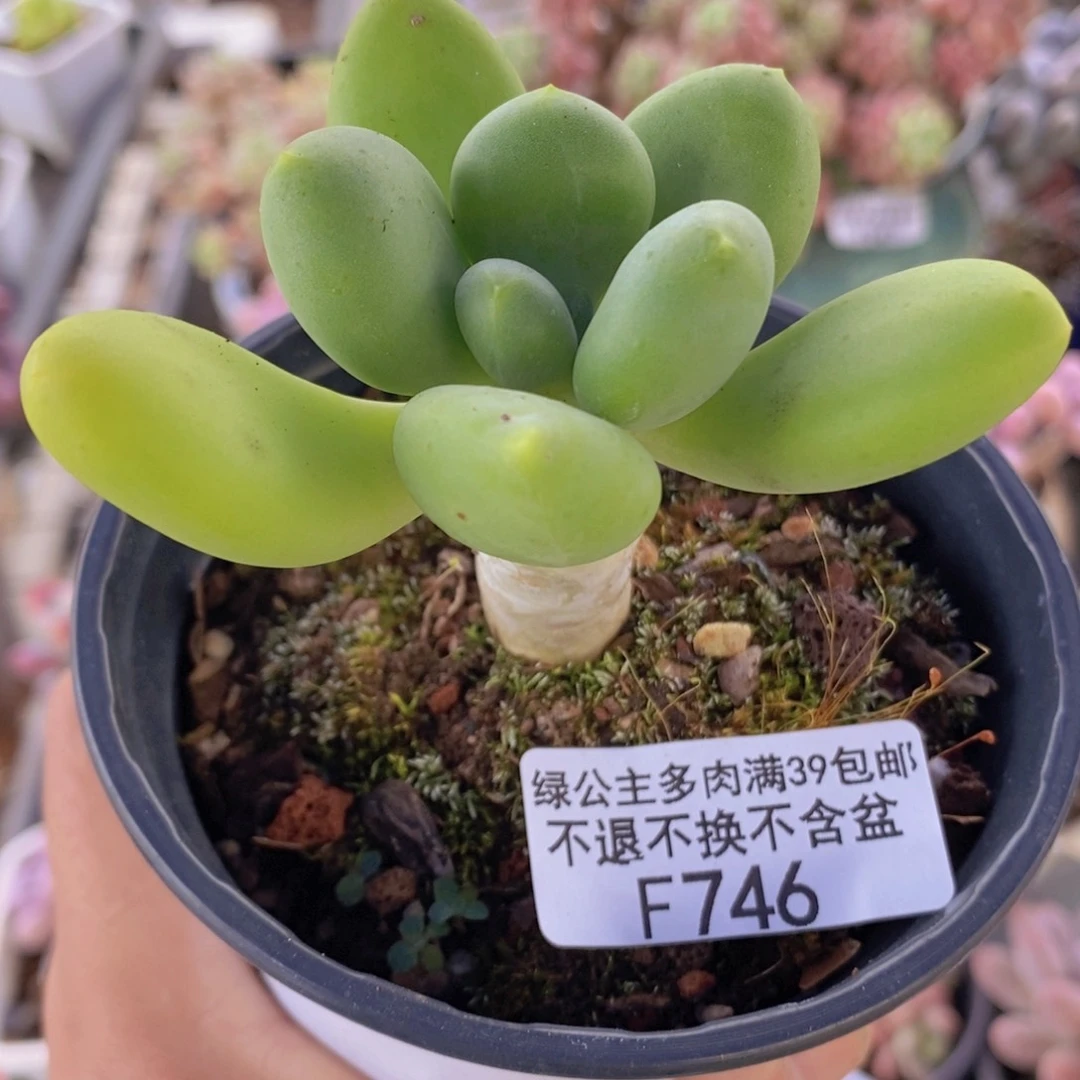 芒果奶金蝉746多肉植物