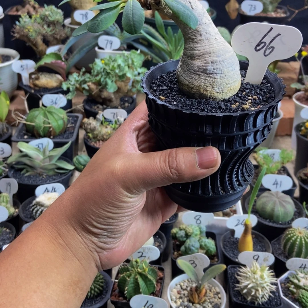 樱花大吉一物一拍