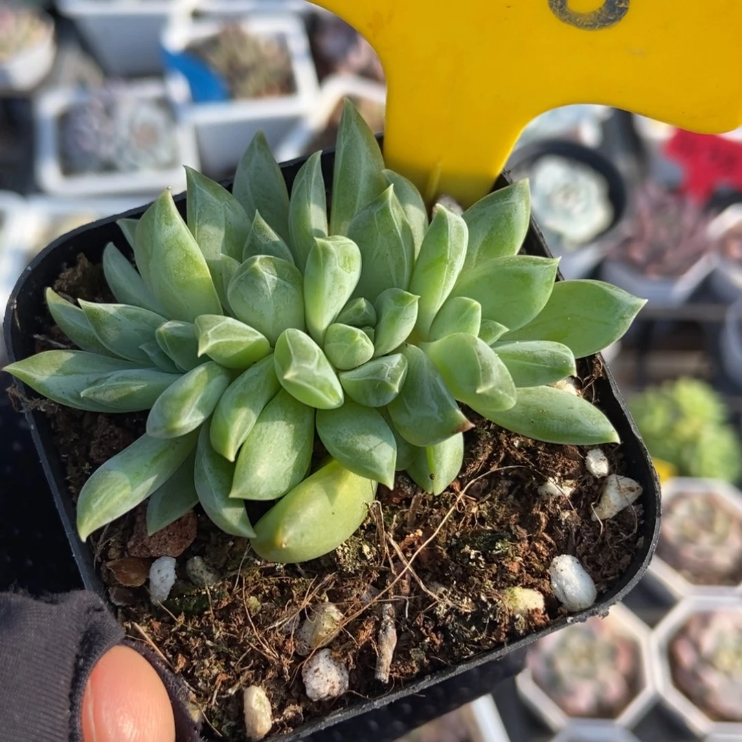 628牵手杂多肉植物保护