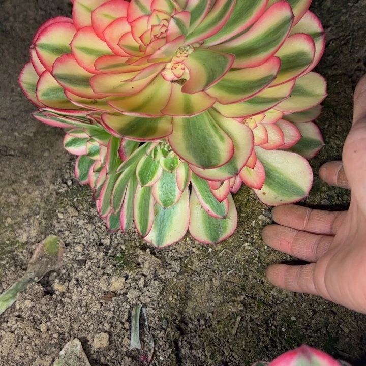 4018南倾城多肉植物