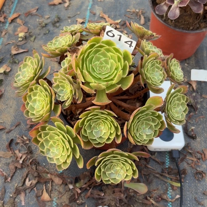 粉花夭多肉植物不包损614