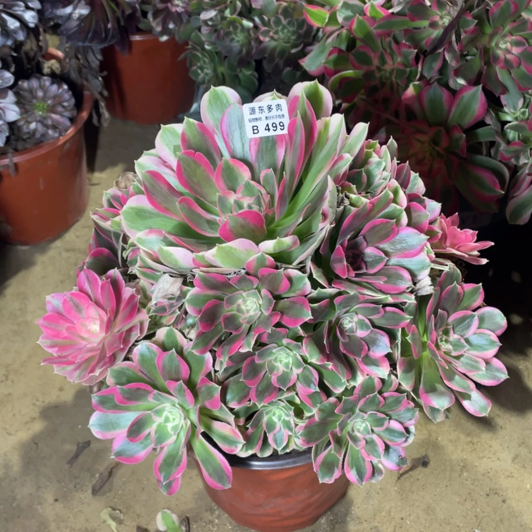 499七彩石多肉法师断枝不包