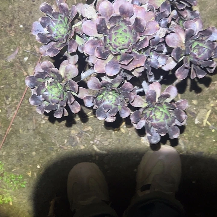 不包侧枝一物一拍16