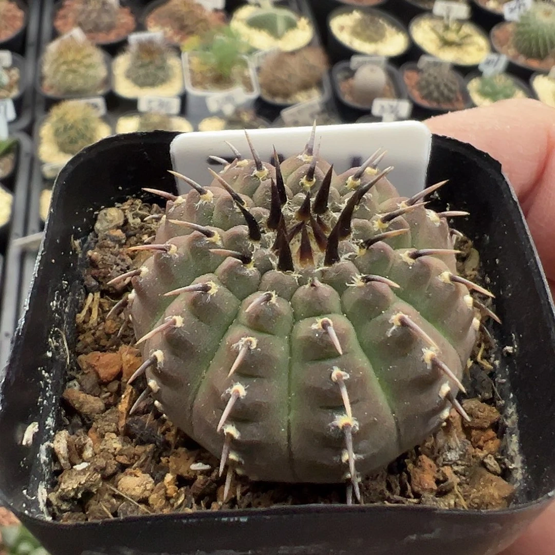 3101一刺凤头实生仙人球