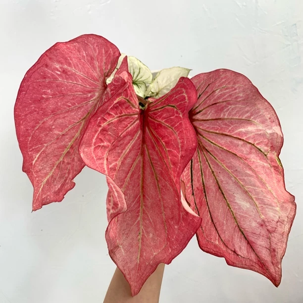 小仙女彩叶芋盆栽适合植物室内养的观叶庭院绿植竹芋红玫瑰种球