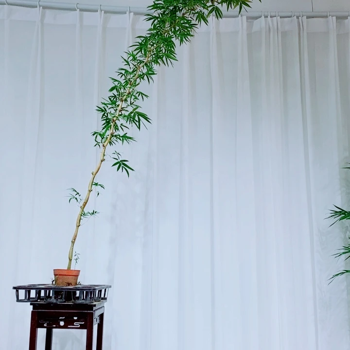 无花朵知*11111111111