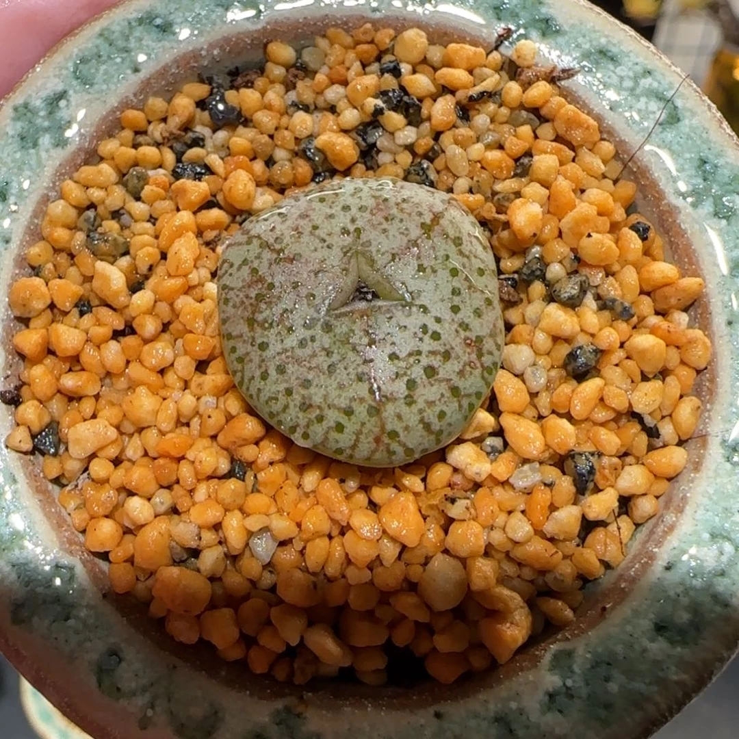 肉锥多肉植物百科-火龙果奔676