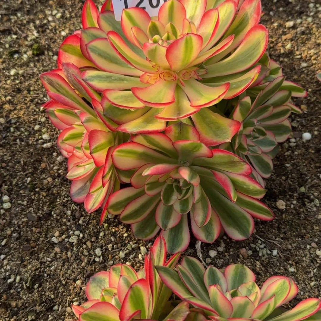 _***?1206荔枝到春天 多肉植物