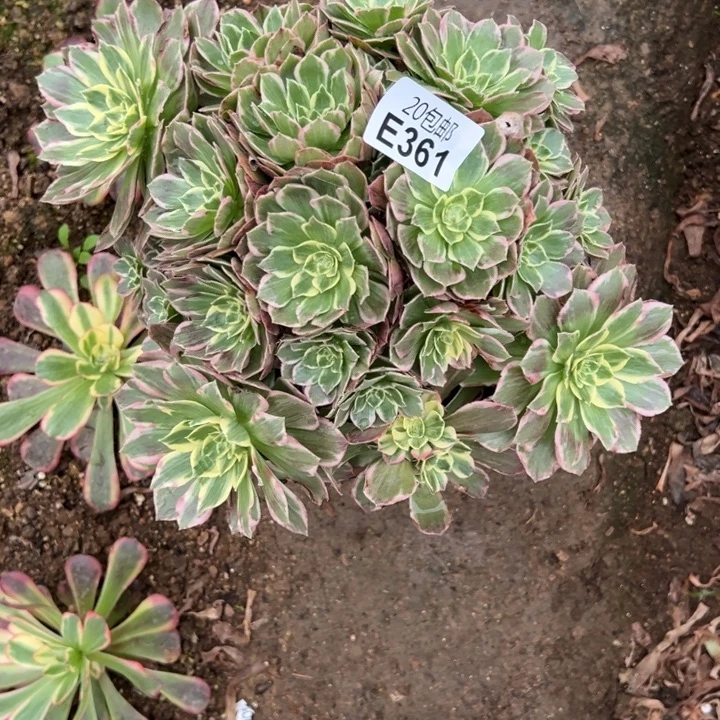 多肉植物361种植物