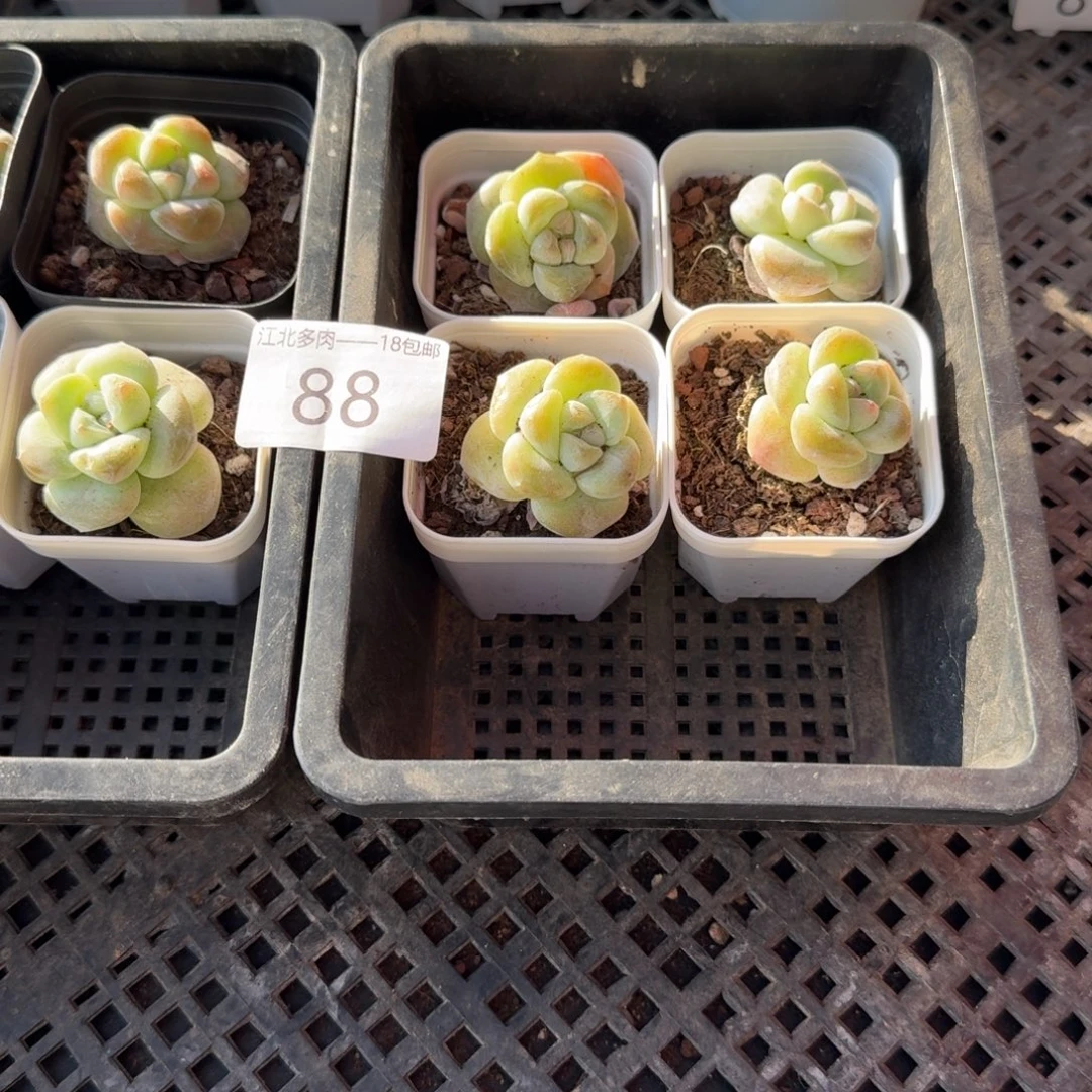 玩***姐88 号到手1框，江北多肉