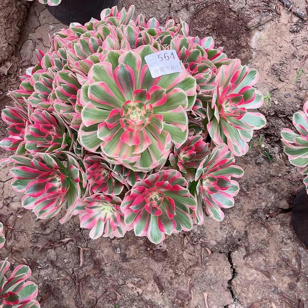 无花朵微**行多肉植物564