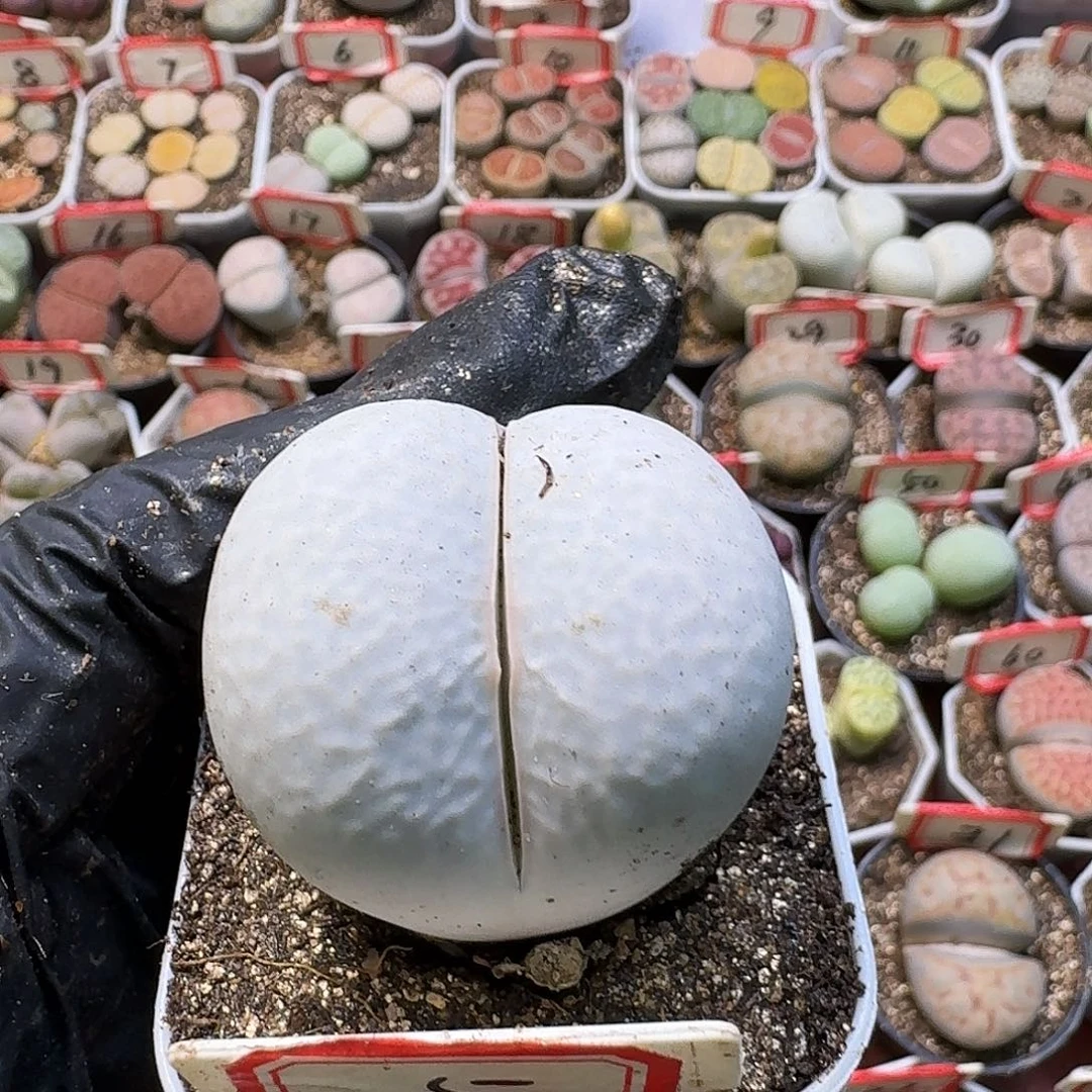 杉***比生石花23//。紫折。  253号