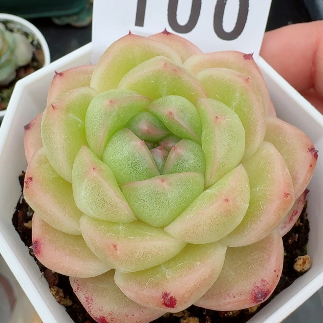 m100            精美多肉植物