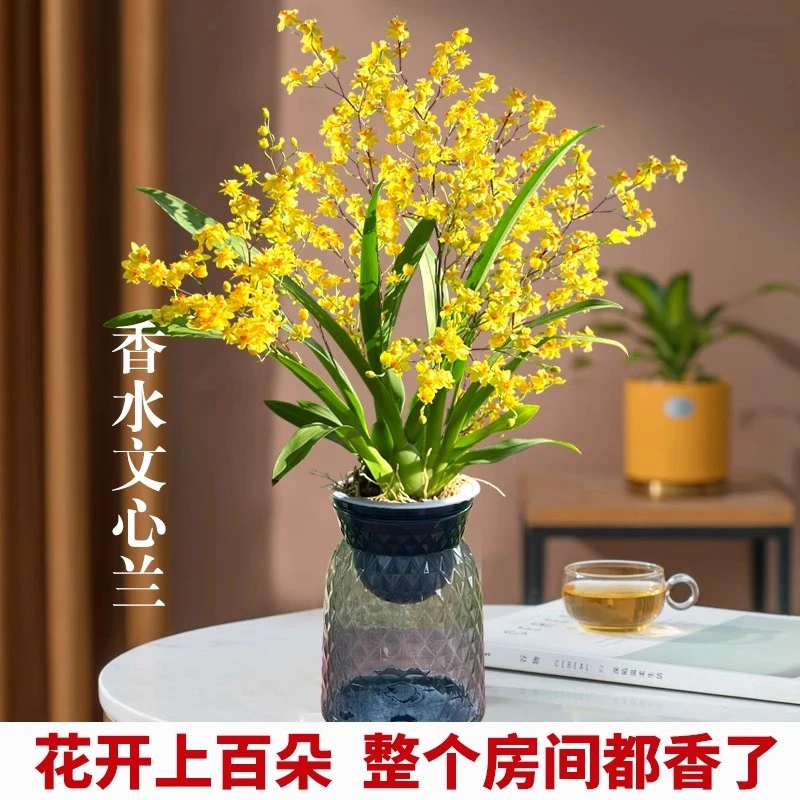 黄色文心兰香水梦香奶香味 冬带花带盆 兰花好养易活花卉绿植盆栽