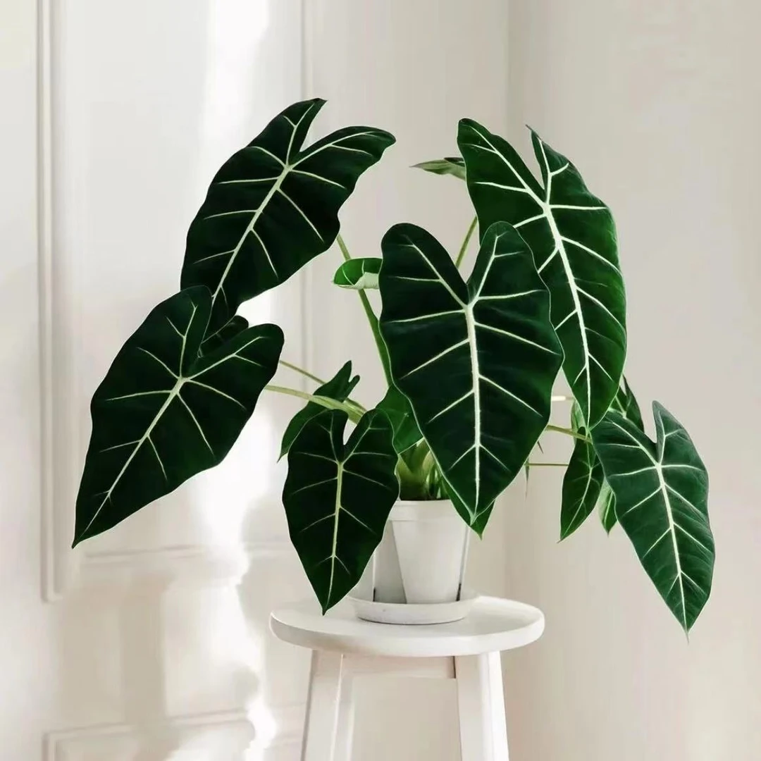 【李先生】（120#绿鹅绒海芋）室内观赏绿植颜值超高