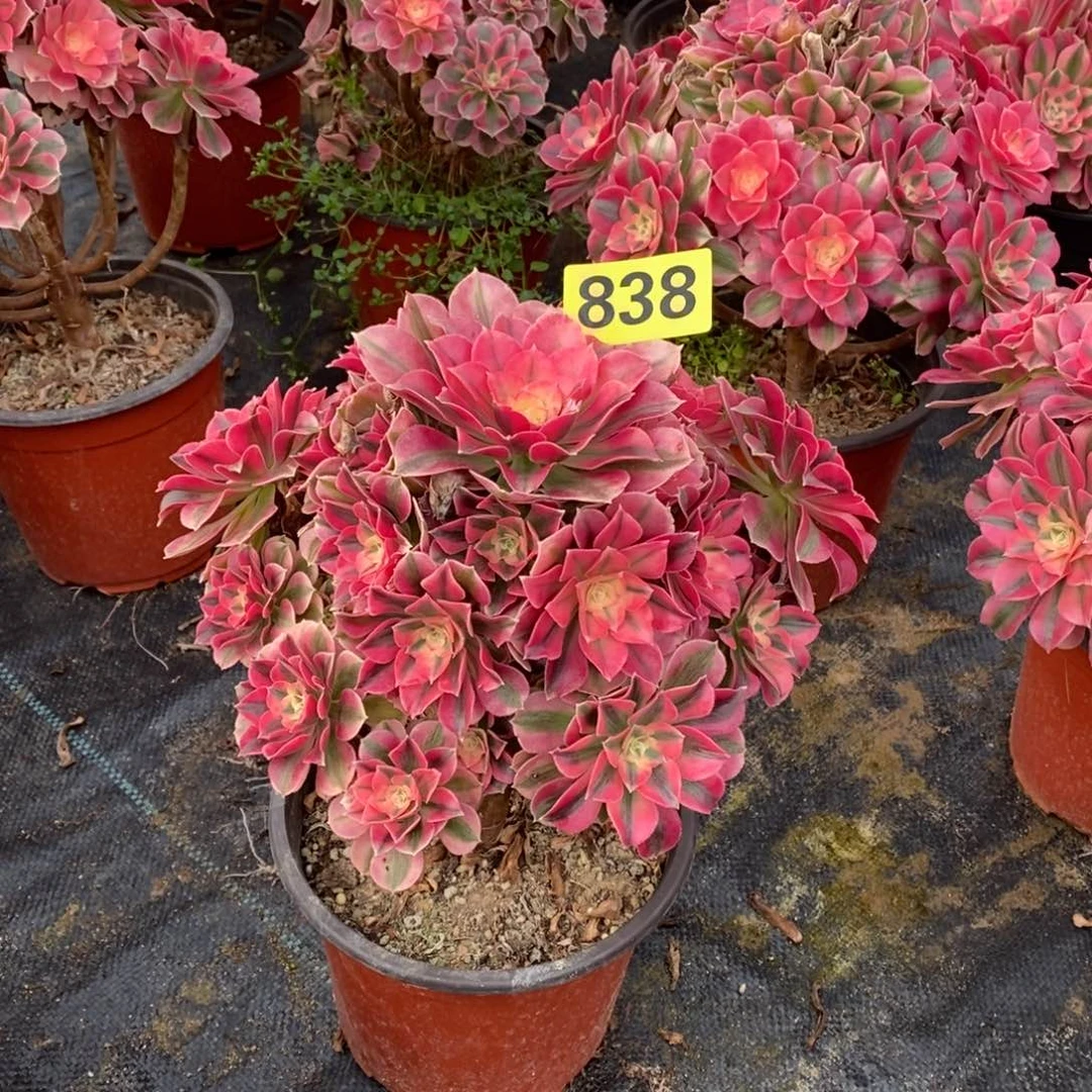 ?****?粉女巫多肉法师838