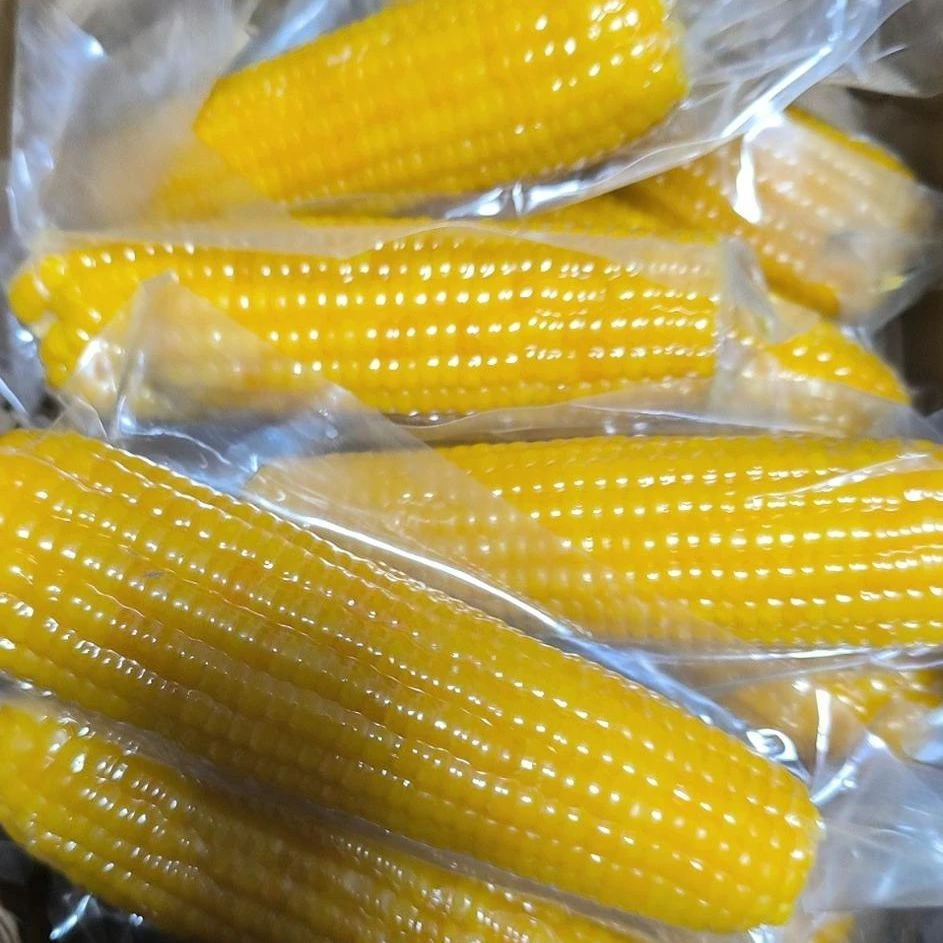 【到手12个】真空包装黑龙江黄糯玉米很软很糯非水果玉米