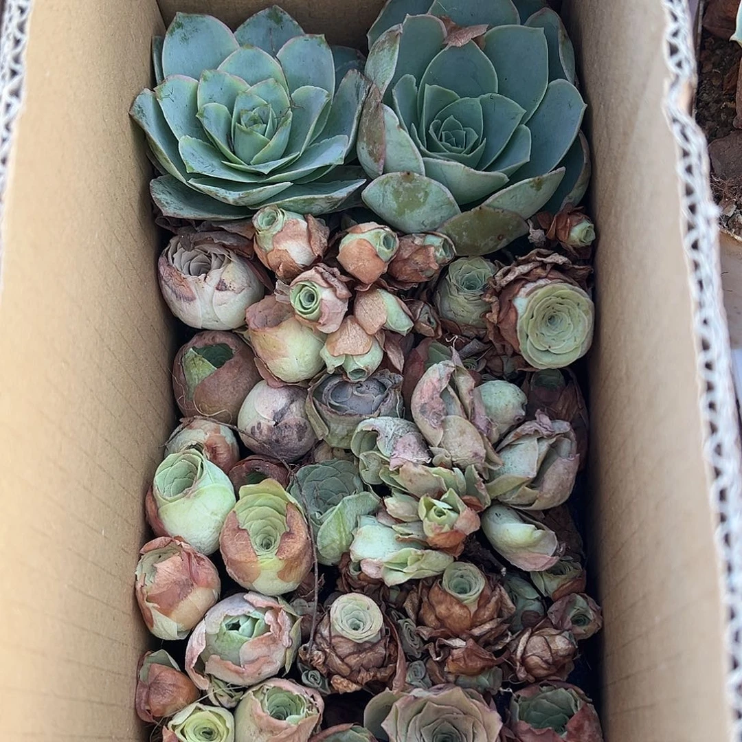 专***工糖糖18 山地玫瑰瑕疵清货福利 不售后