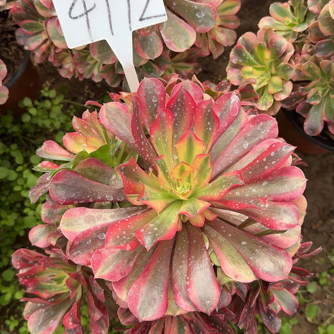 4172桃夭多肉法师多肉