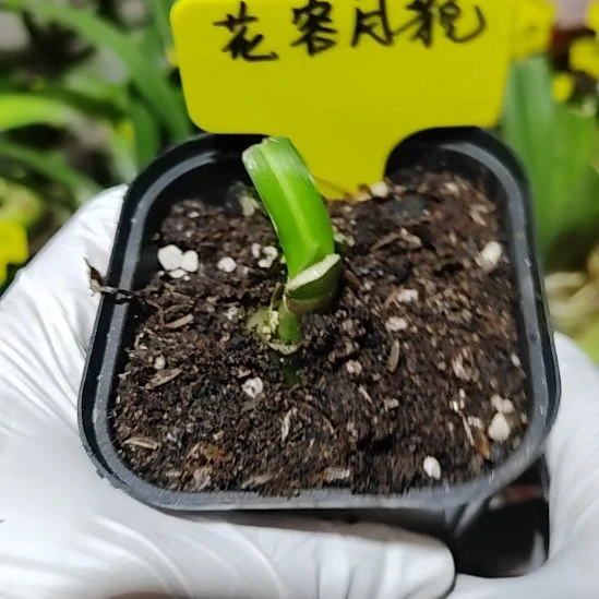 光羽花容月貌主球1.8*2