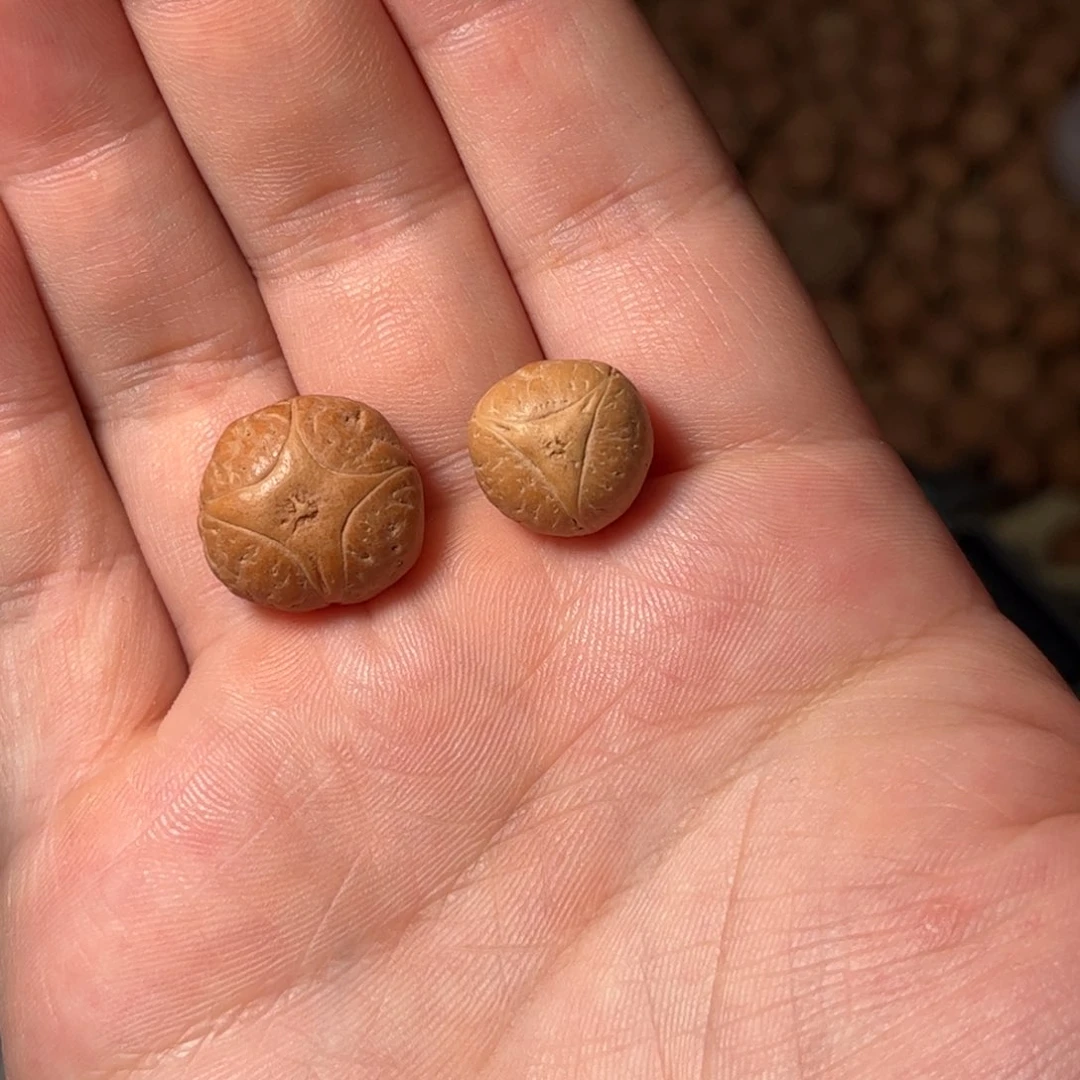 桃核吊坠麒麟眼，开孔不退，偏远不包
