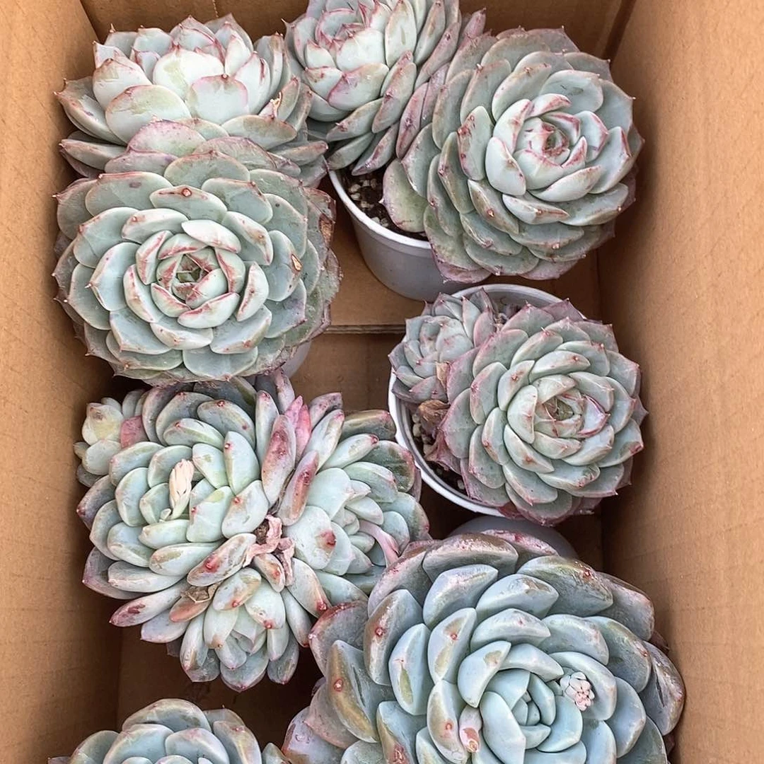 蓝色群生超大个 9.9包邮 6127