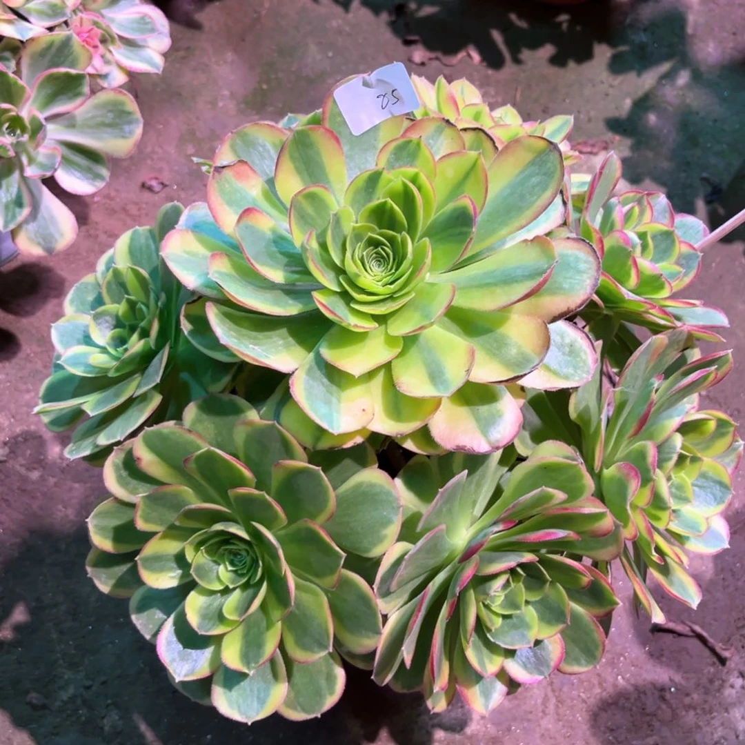 多肉植物奶白085