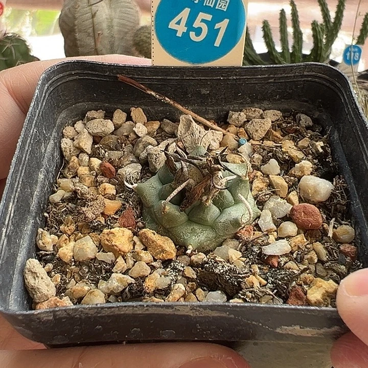 实生短刺升云龙娇丽2.5cm