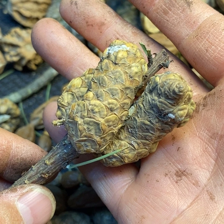文玩核桃吊坠娜姐275