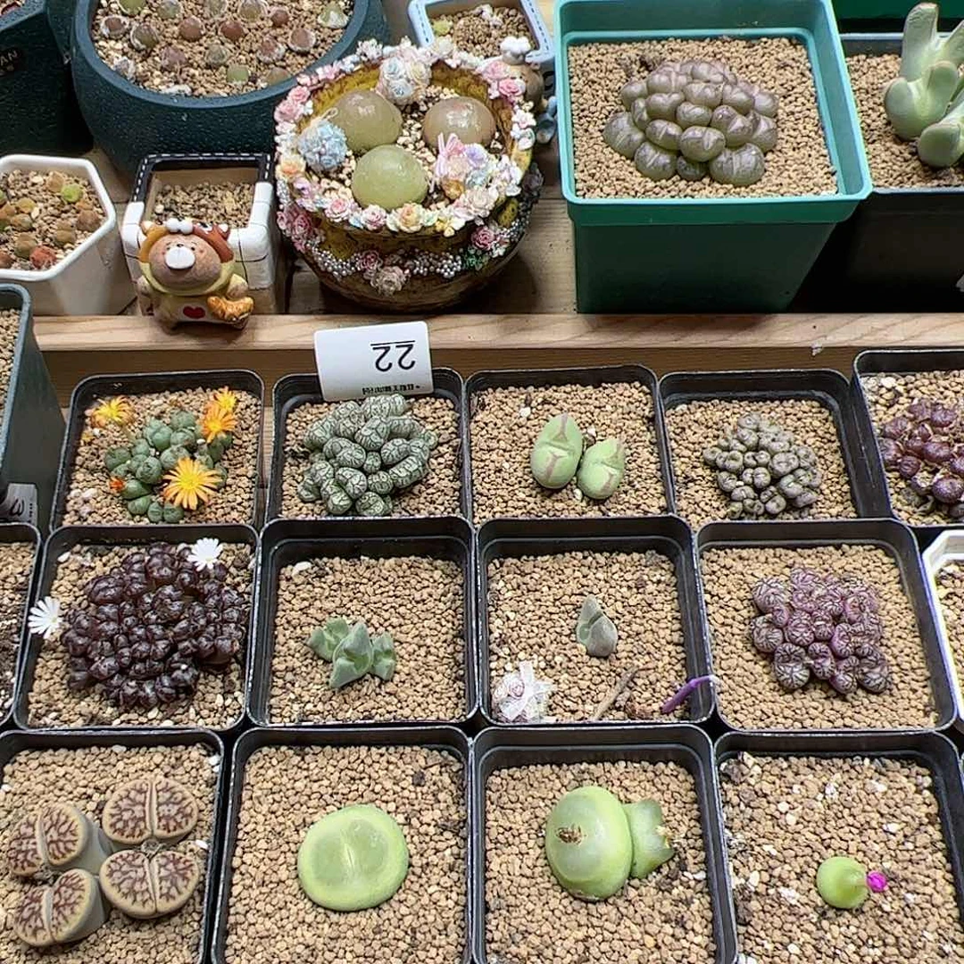 【闪购商品】200元国庆盲拍，限量