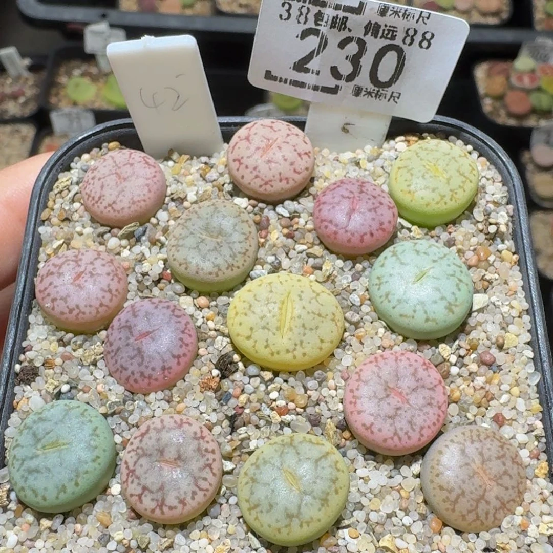 Ssss精品生石花230