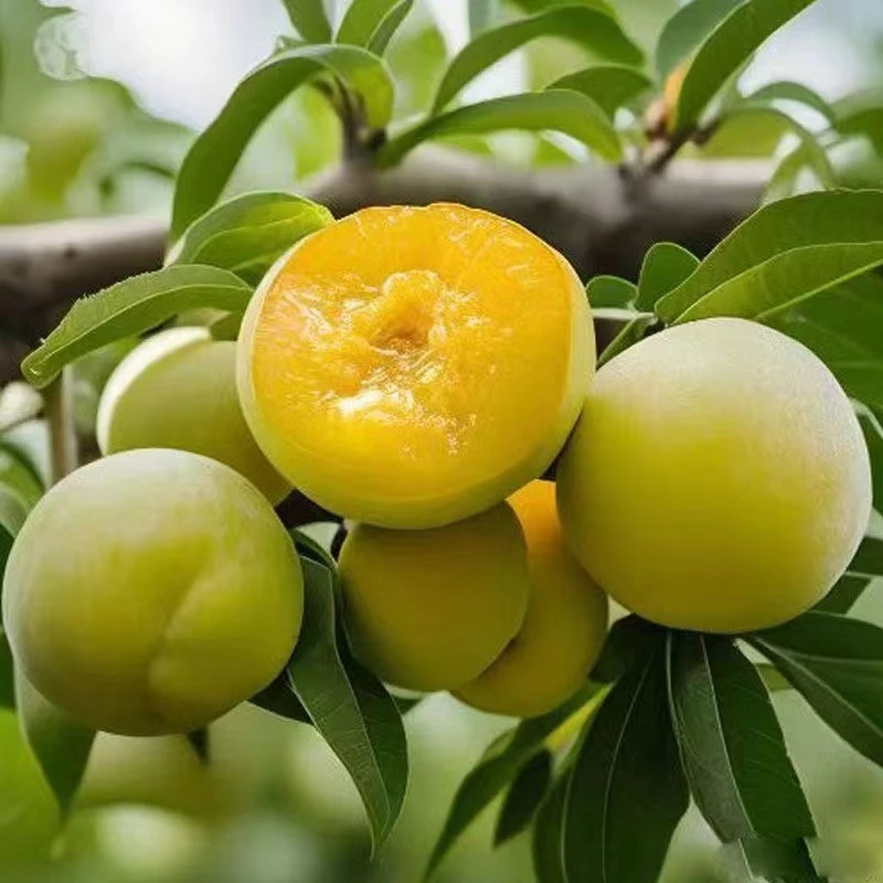 正宗嫁接蜂糖李子树苗南北方种植盆栽地载原盆原土基地直发