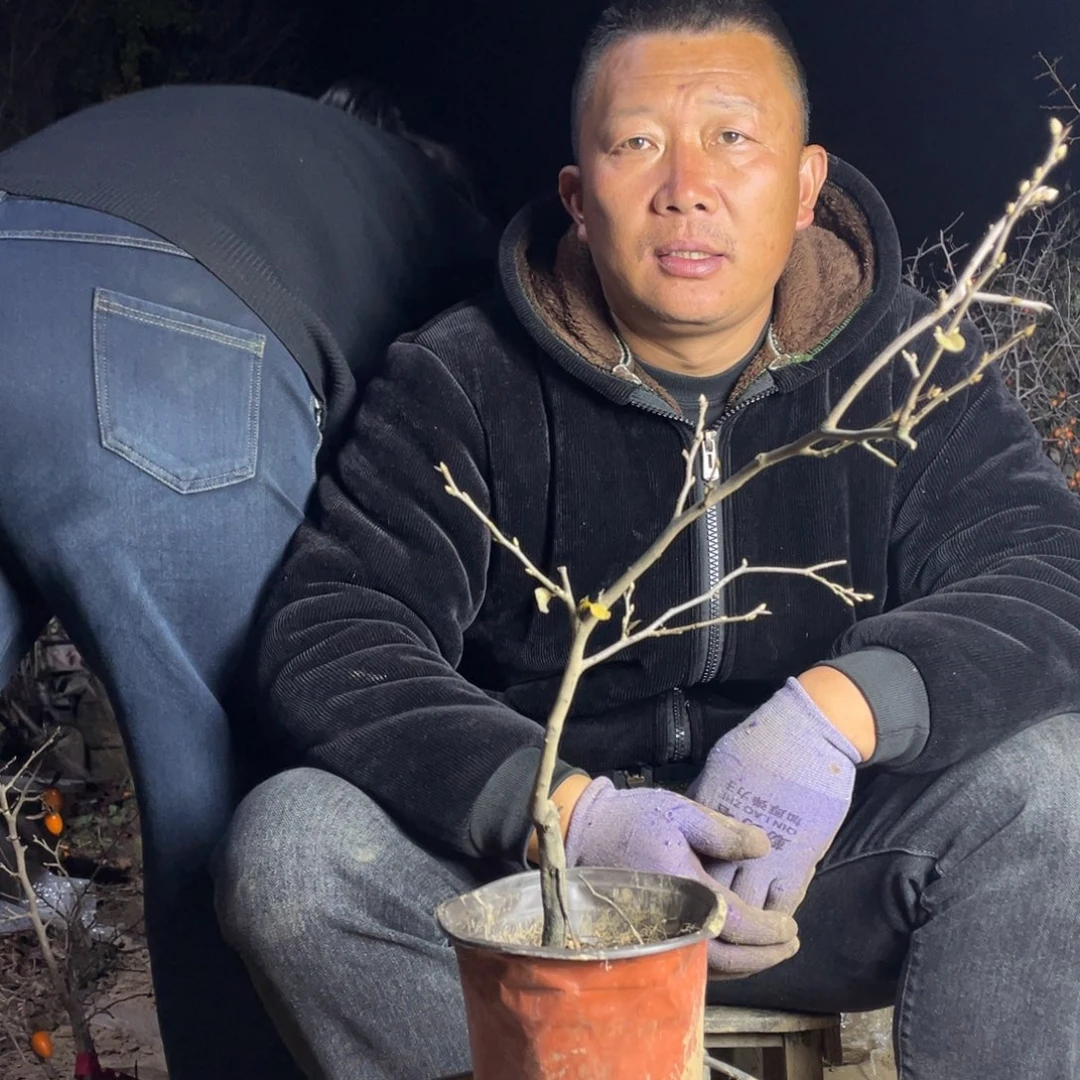 无花朵随机发货，不挑不选