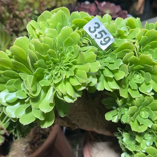 菩***瑶多肉植物一种绿玫瑰359