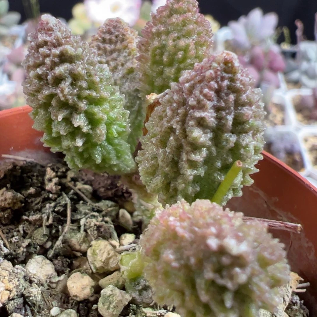 无花朵实生新品多头纯木质桩多肉植物