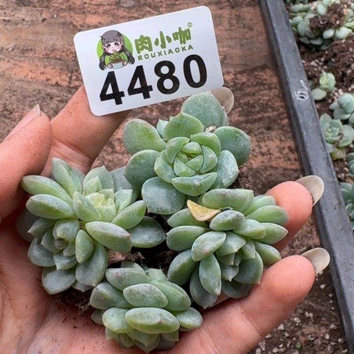 多肉植物多肉植物