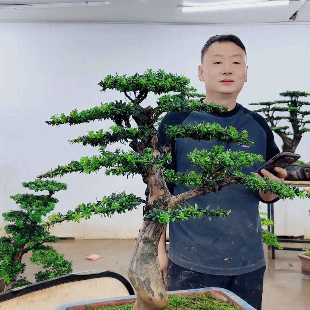 无花朵盆景制作过程非常