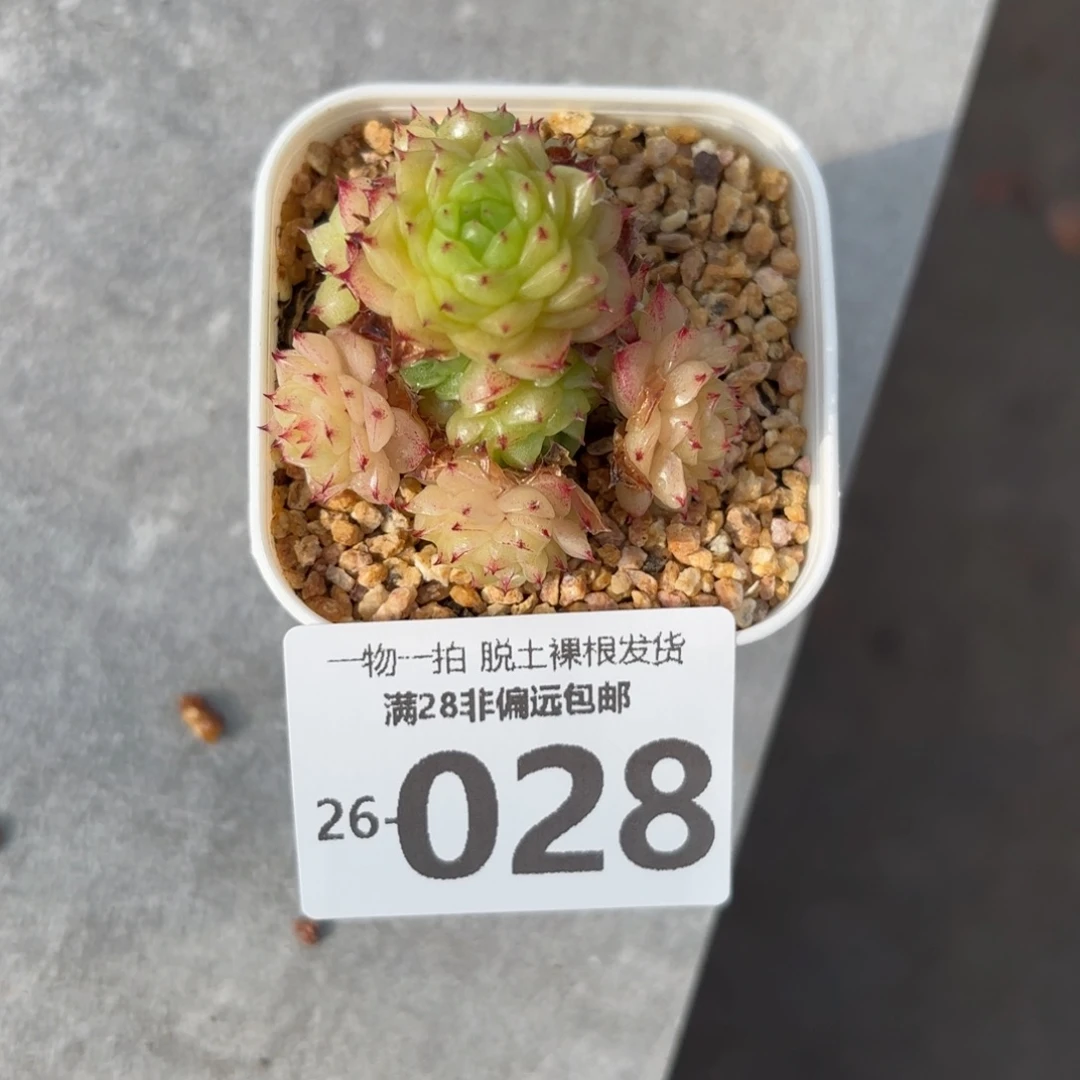 红狐群多肉多肉多肉多肉