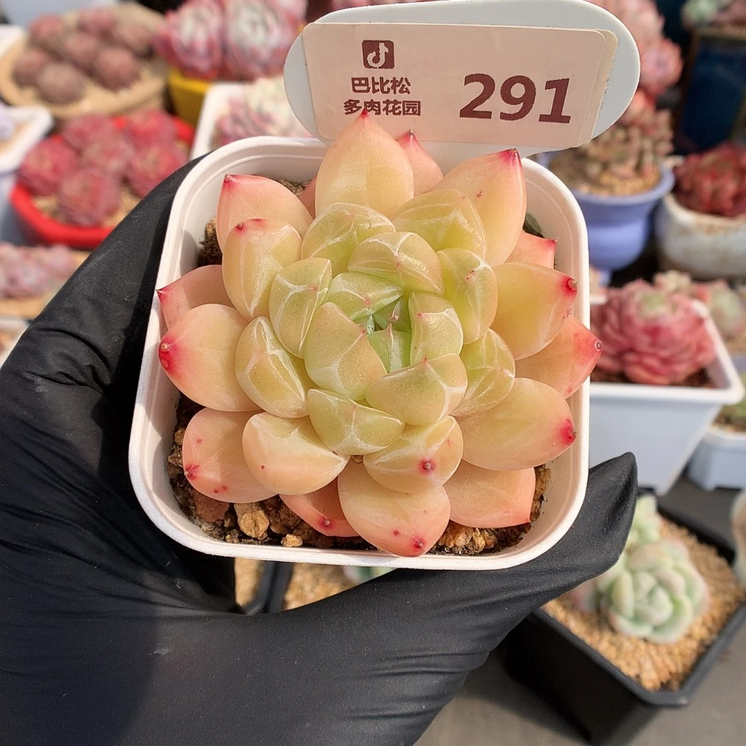 291 钻石珍妮多肉