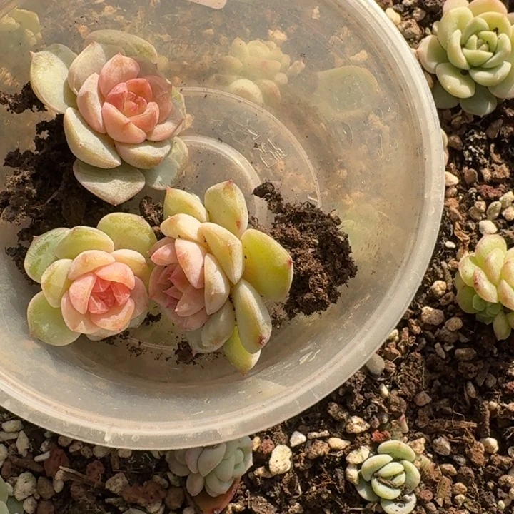 025风花编号未知一组