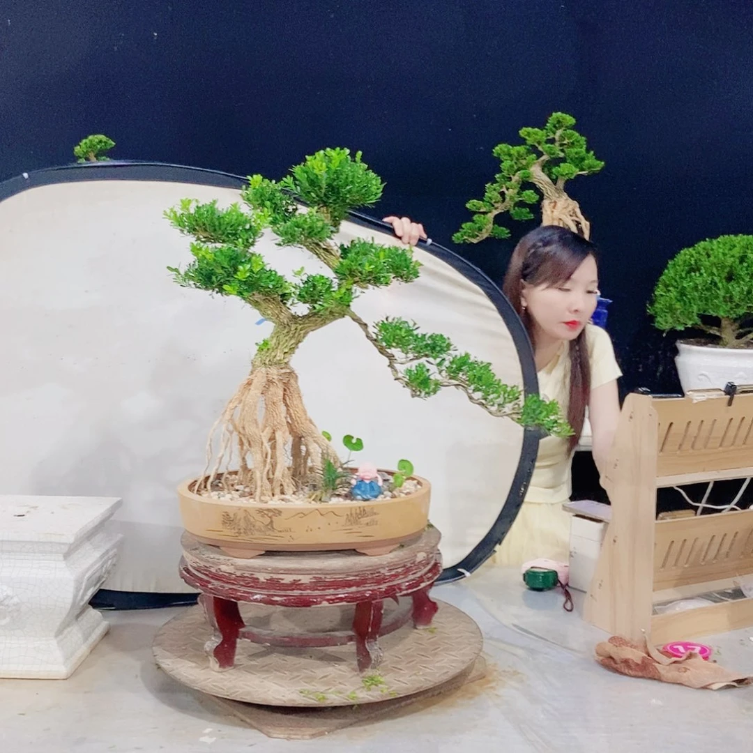 无花朵广东小叶黄杨