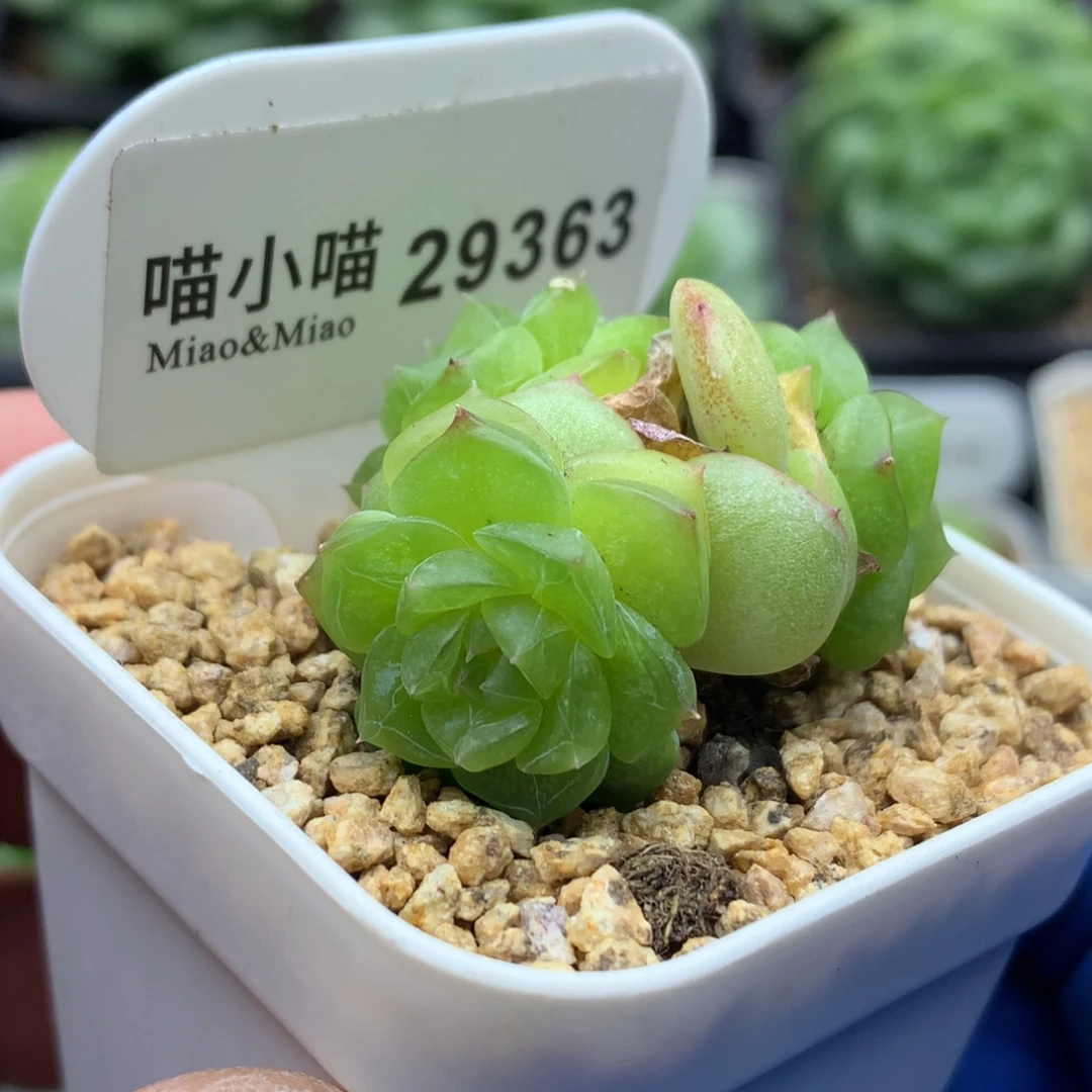 多肉植物杂交珍妮