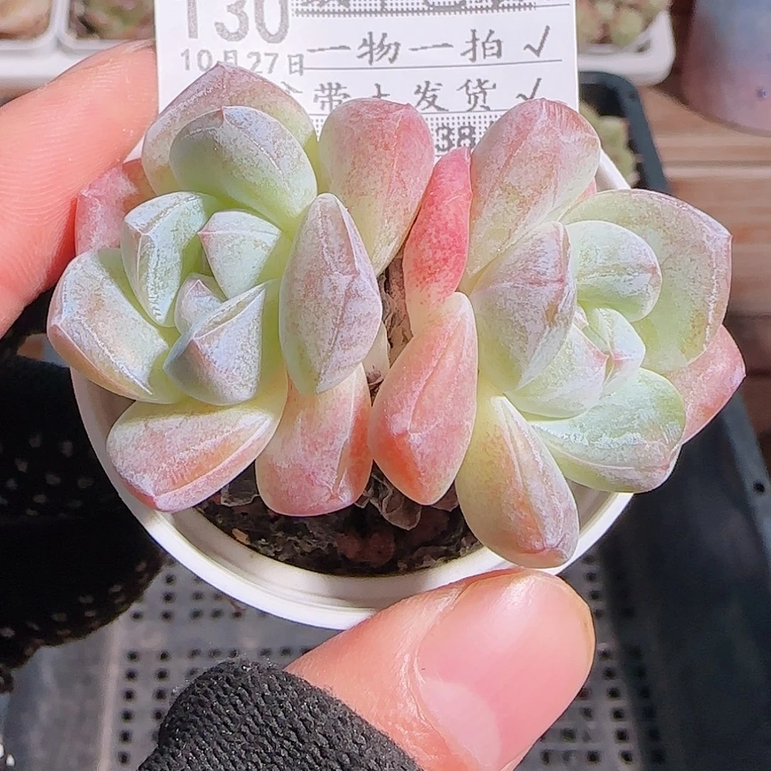 多肉一物一拍1027--130冰玉冰玉