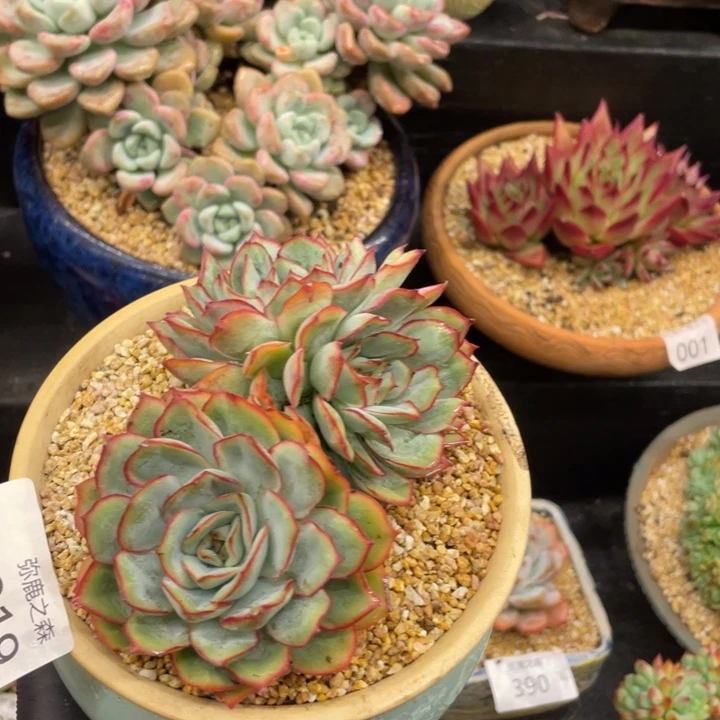 弥鹿之森一物一拍
